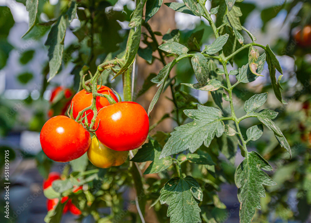 Red ripe tomato on plant Red ripe tomato on plant