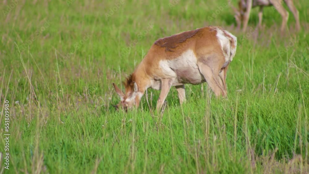 Deer Grazing and Walking in National Park Deer Grazing and Walking in National Park