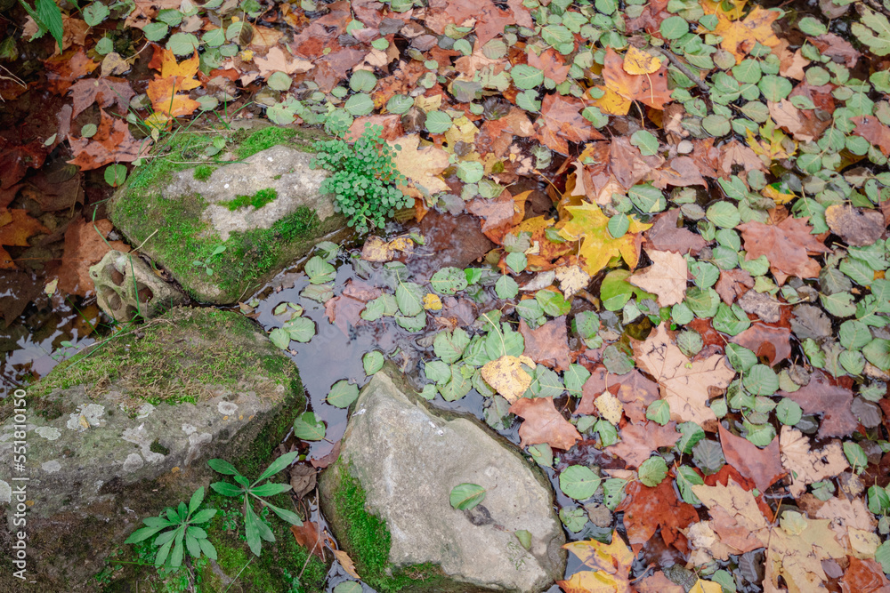 Conjunto de diferentes hojas de diferentes colores caídas de las ramas de los diferentes árboles sobre la superficie del agua del río de la montaña con las rocas que sobresalen.