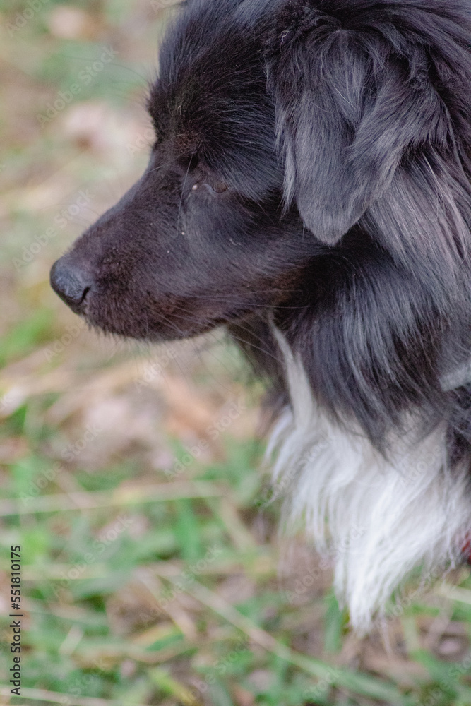 Fototapeta premium Cachorro negro observando todo lo que le rodea en medio de la montaña de Cataluña con su suave pelo y su brillante hocico.