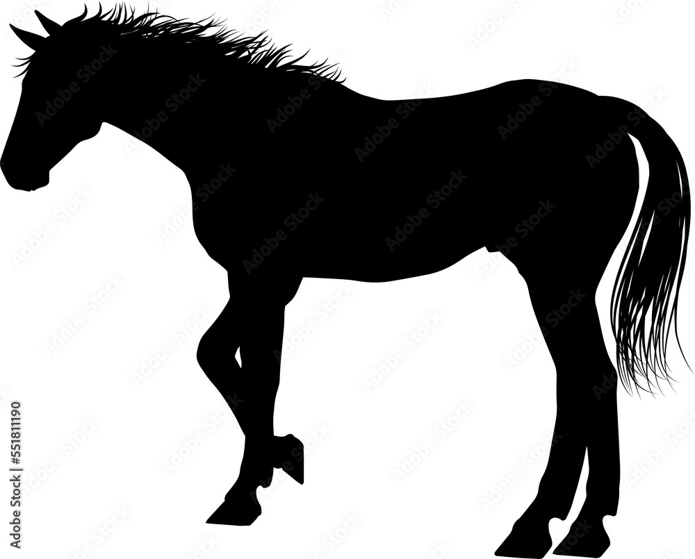 Obraz premium Horse Silhouette Animal