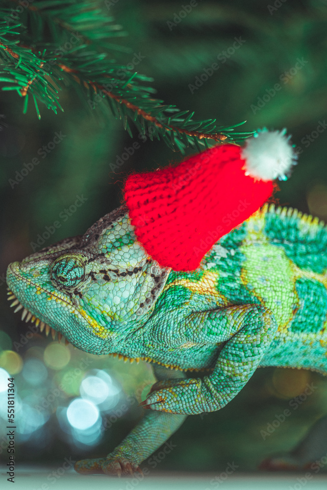 colorful funny chameleon in Christmas red Santa hat.