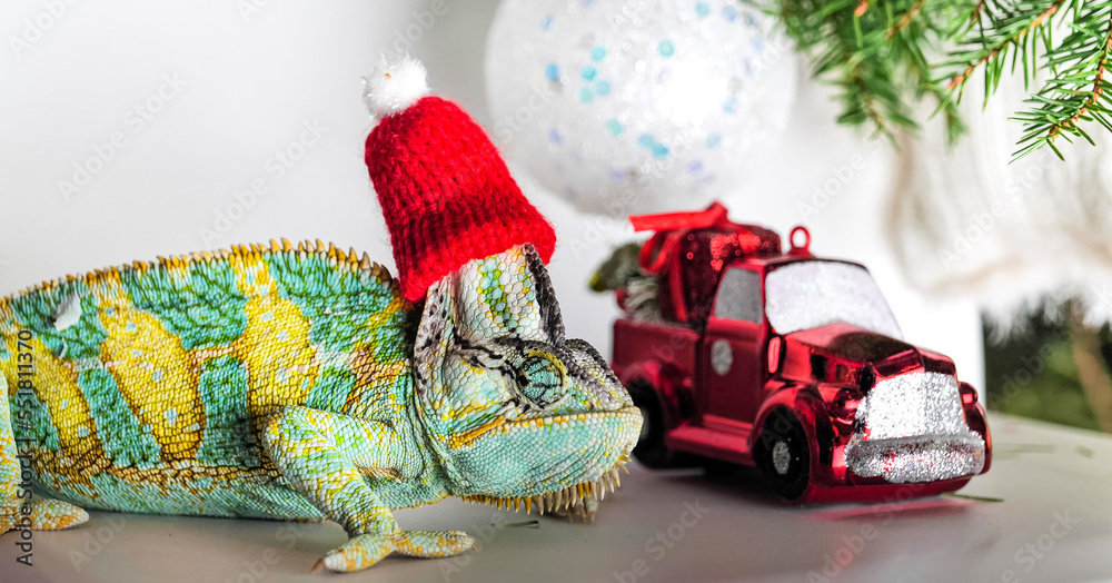 colorful funny chameleon in Christmas red Santa hat.