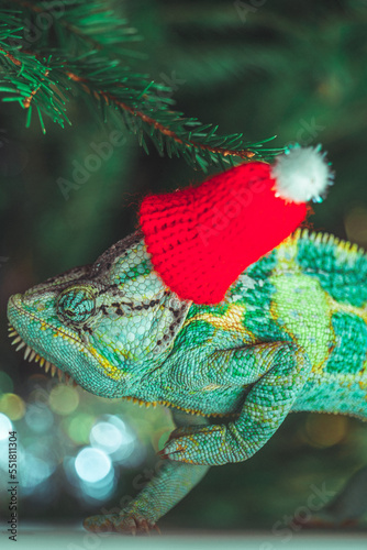 Obraz na płótnie colorful funny chameleon in Christmas red Santa hat. w salonie