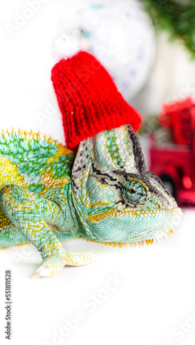 colorful funny chameleon in Christmas red Santa hat. © artemidovna