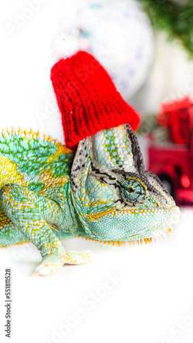 Obraz na płótnie colorful funny chameleon in Christmas red Santa hat. w salonie