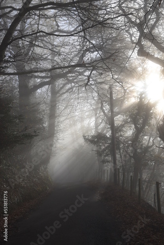 a foggy road leading up to the Kymin in Monmouthshire with the sun beaming through the mist © JoeE Jackson