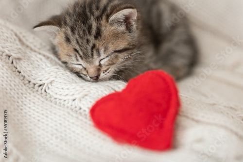 cute, cute gray kitten is sleeping on a light background.