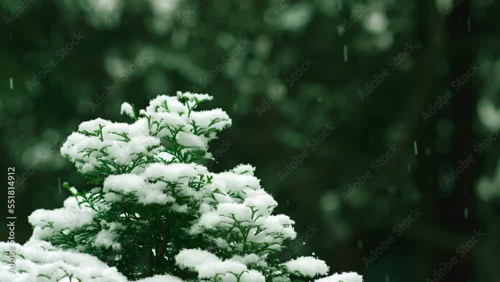 Beautiful fluffy snow on the green needles of a tree during a snowfall, on a blurred background close-up of falling snowflakes on a branch of needles in winter, winter background of Christmas Beautiful fluffy snow on the green needles of a tree during a snowfall, on a blurred background close-up of falling snowflakes on a branch of needles in winter, winter background of Christmas