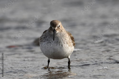 Plump subarctic  Dunlin shorebird stands along the coast of Lake Ontario during its migration south
