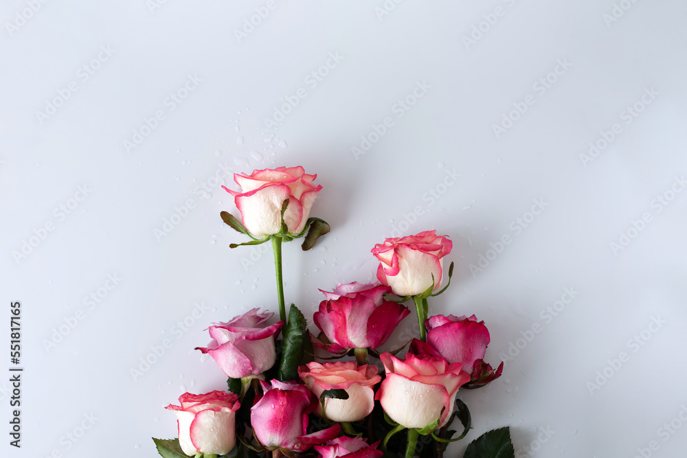 A bunch of wet pink roses on a white background.