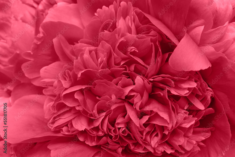 Viva Magenta. Flower Background, Sympathy Card, Pink Floral Wedding Background, Flower Macro Closeup, The image is colored in viva magenta color of the year 2023. trendy background, new background Viva Magenta. Flower Background, Sympathy Card, Pink Floral Wedding Background, Flower Macro Closeup, The image is colored in viva magenta color of the year 2023. trendy background, new background