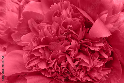 Viva Magenta. Flower Background, Sympathy Card, Pink Floral Wedding Background, Flower Macro Closeup, The image is colored in viva magenta color of the year 2023. trendy background, new background