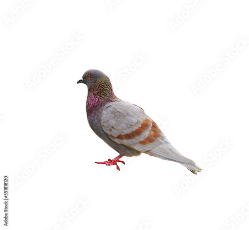 grey pigeon isolated on ransparent png