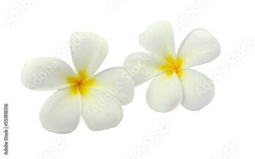 Tropical flowers frangipani (plumeria) isolated on transparent png