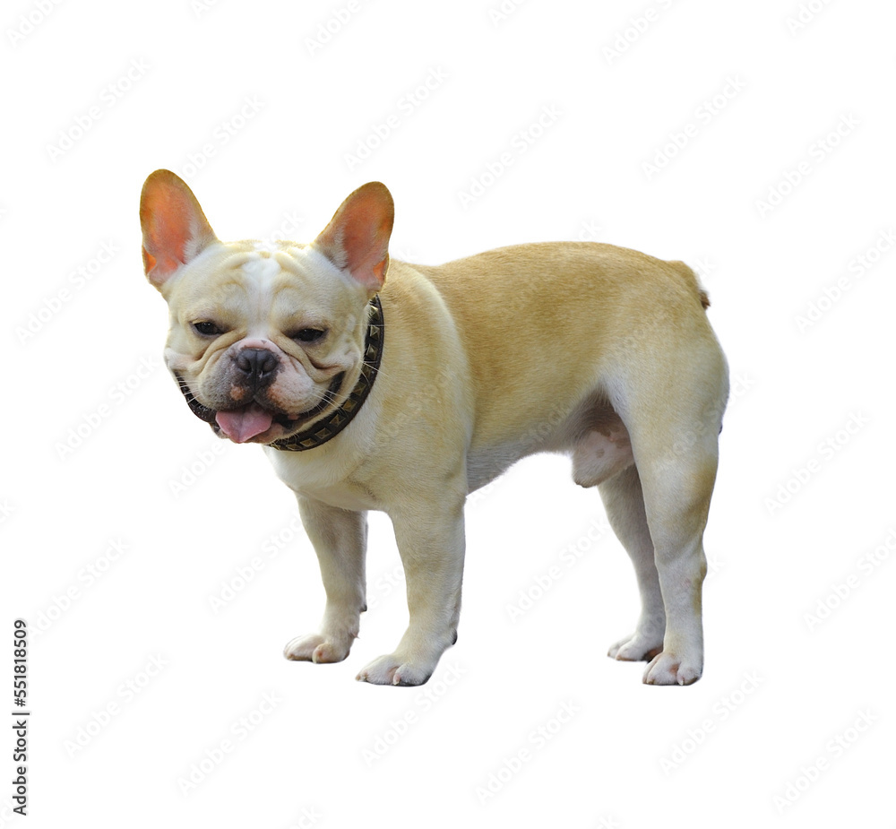 dog isolated on transparent png