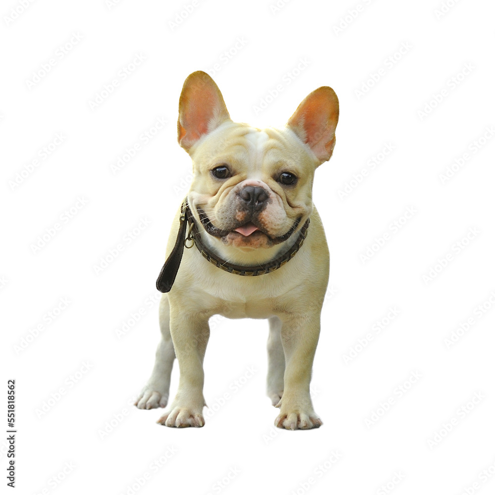 dog isolated on transparent png