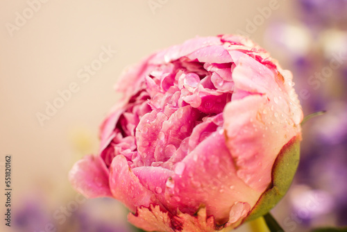 close-up macro bright gentle pink peony on a beige background