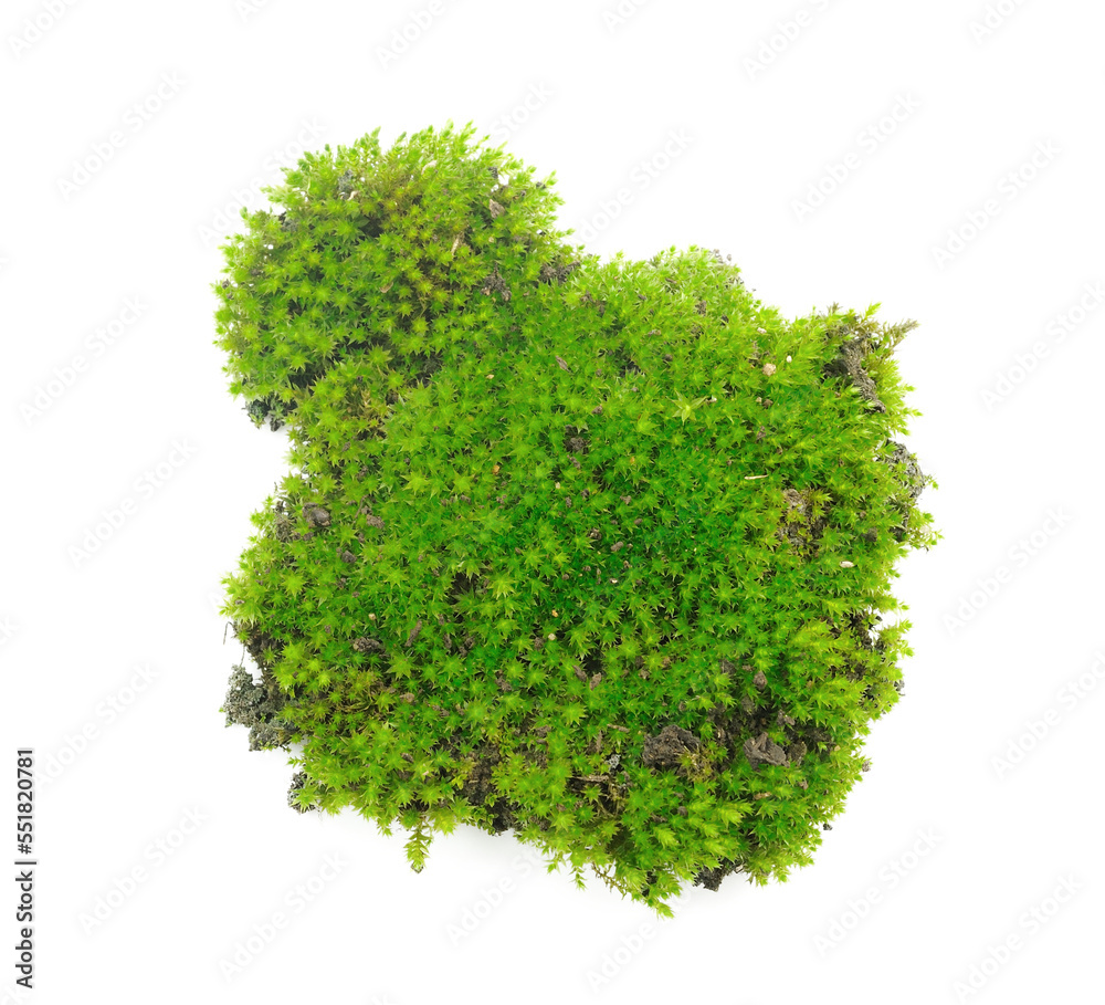 Fototapeta premium Green moss on transparent png