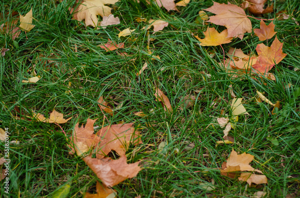 Yellow and orange autumn leaves on green grass. Fall park Yellow and orange autumn leaves on green grass. Fall park