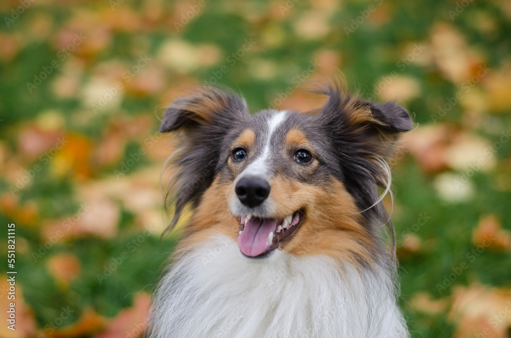 Cute tricolor dog sheltie breed in fall park. Young shetland sheepdog on green grass and yellow or orange autumn leaves