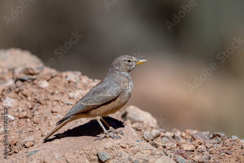 Desert lark, Ammomanes deserti. A common desert bird. © Szymon Bartosz