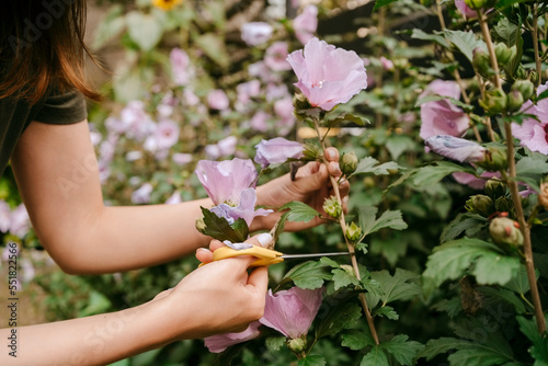 Hands of woman cutting pink flower stem with scissor in garden photo