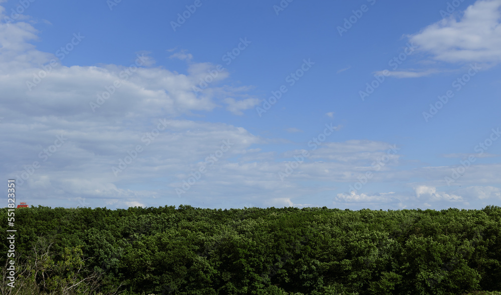 A park with green trees on the background of a blue sky with a bird