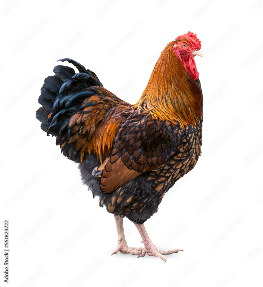 Pure breed beautiful chicken. Black yellow laced Wyandotte rooster isolated on a white background.