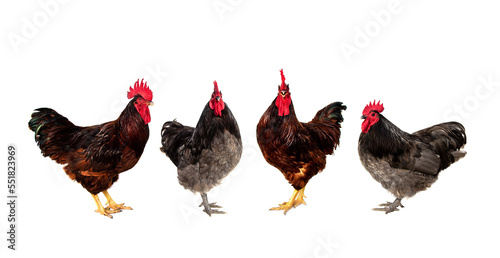 Set Chicken male. rhode island red and blue australorp rooster isolated on white background.