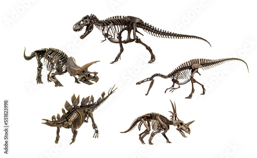 Set of Fossil skeleton of Dinosaur isolated on white background. have of Tyrannosaurus Rex  Triceratops  Styracosaurus  Stegosaurus  Suchomimus.