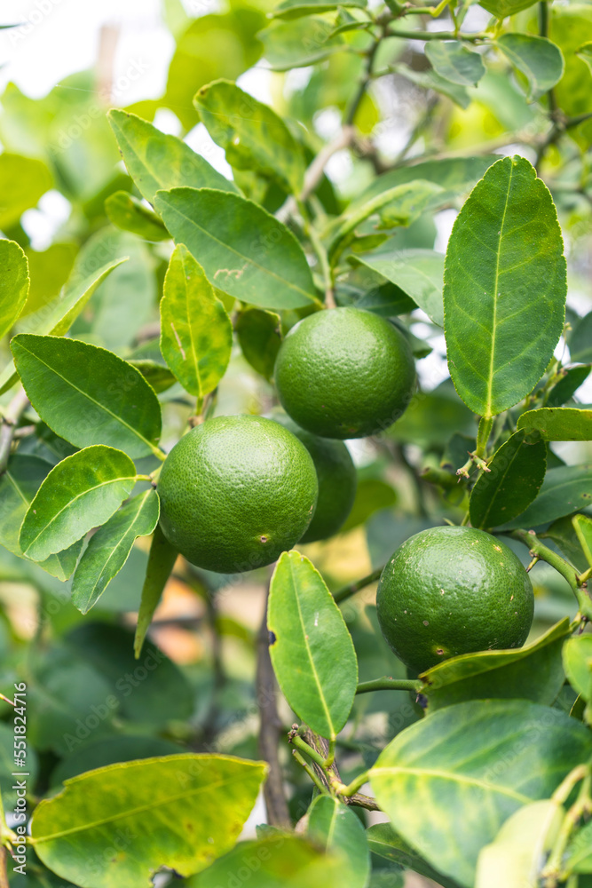lime tree with hanging green fruit It is commonly used as a seasoning or to make fruit juice are excellent source of vitamin C. in an organic garden.