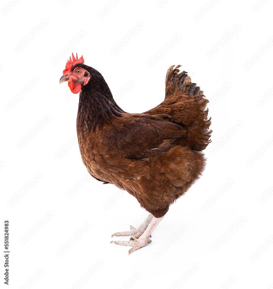 Fototapeta premium Pure breed laying hens. Rhode Island Red chicken isolated on white background.