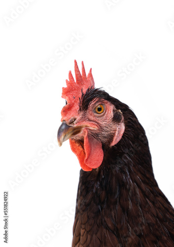 Close-up face portrait pure breed laying hens. Rhode Island Red chicken isolated on white background.