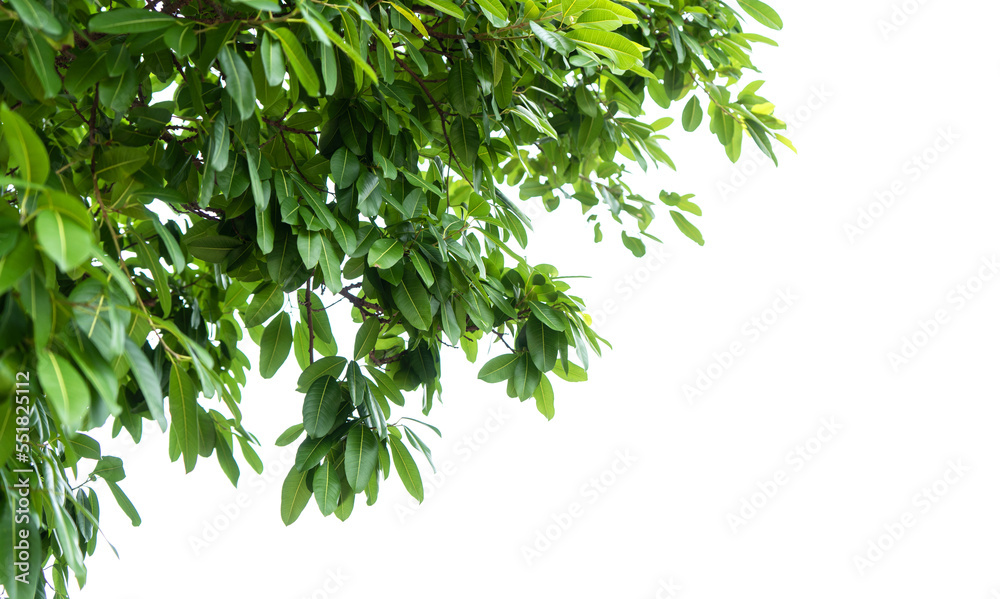 Tropical tree leaves of ficussuperba tree isolated on white background for green foliage backdrop of the natural environment.