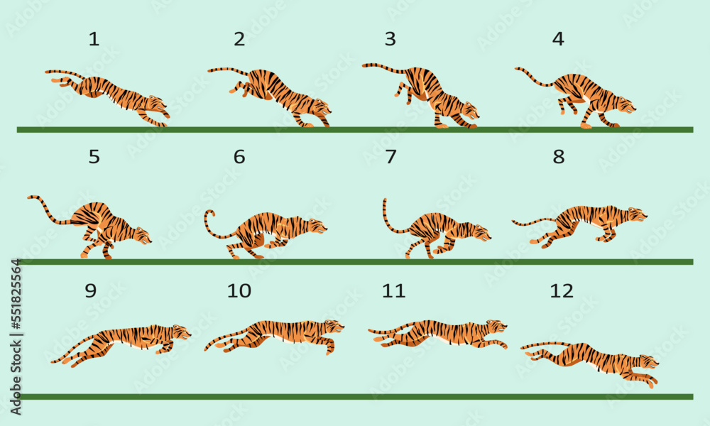 Animation cycle of a tiger. Predator run. Twelve key frames. Stock ...