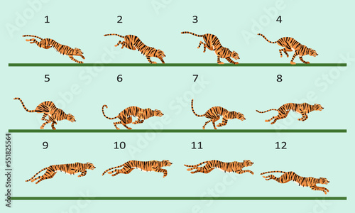 Animation cycle of a tiger. Predator run. Twelve key frames.