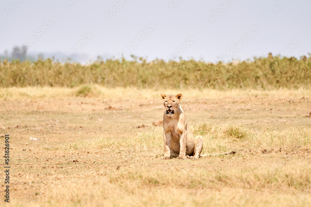 Beautiful lioness sitting resting on the ground and dry grass in the african savannah in amboseli national park in Kenya Beautiful lioness sitting resting on the ground and dry grass in the african savannah in amboseli national park in Kenya