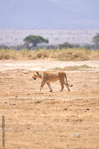 Beautiful vertical portrait of a lioness walking on the ground and dry grass in the african savannah in amboseli national park in Kenya