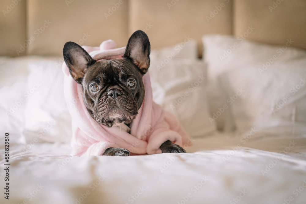 french bulldog puppy in pink bathrobe on the bed - obrazy, fototapety, plakaty 