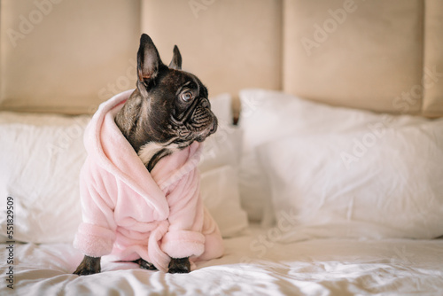 bulldog puppy in robe sitting on a bed