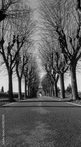 Viale alberato sulla via per il cimitero, Italia, bianco e nero