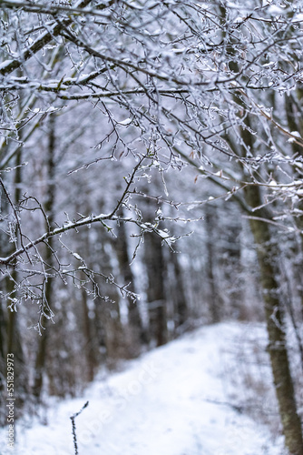 snow covered trees © pakuz