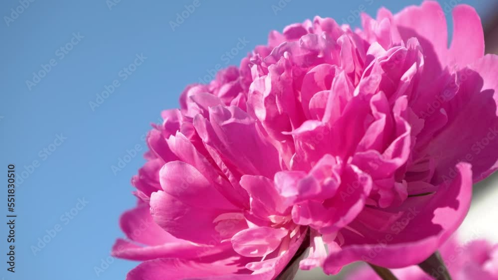 pink peony flower on a blue background,beautiful pink peony flower close-up on sky background pink peony flower on a blue background,beautiful pink peony flower close-up on sky background