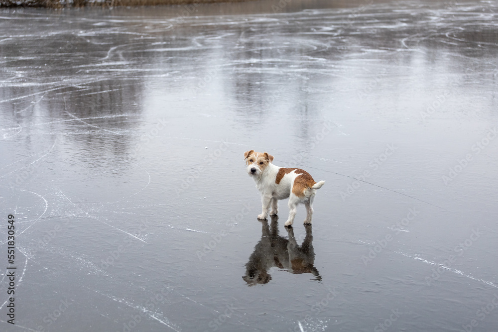 Dog breed Jack Russell Terrier on the ice of a frozen lake. Ice with skate marks Dog breed Jack Russell Terrier on the ice of a frozen lake. Ice with skate marks
