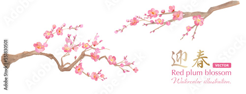 Fotografia 梅の花の水彩イラスト。紅梅。（ベクター。レイアウト変更可能）