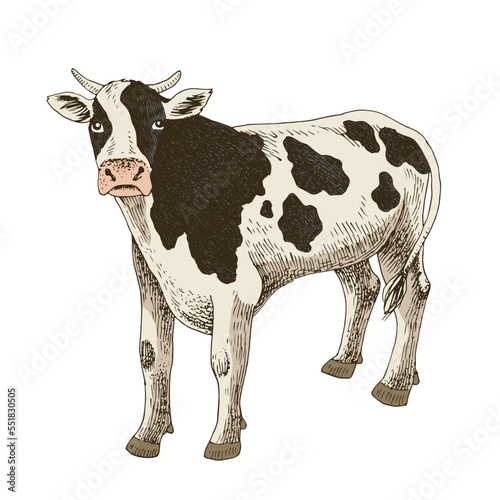 Hand drawn cow isolated on white background