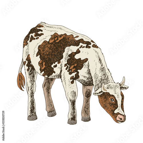 Hand drawn cow, isolated on a white background