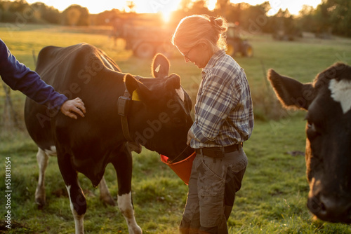 Female farmer feeding cows on field during sunset photo