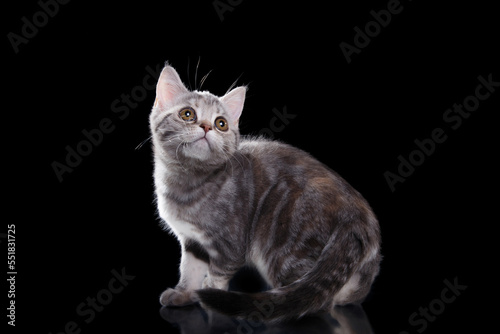 british cat on black background. cat portrait in photo studio